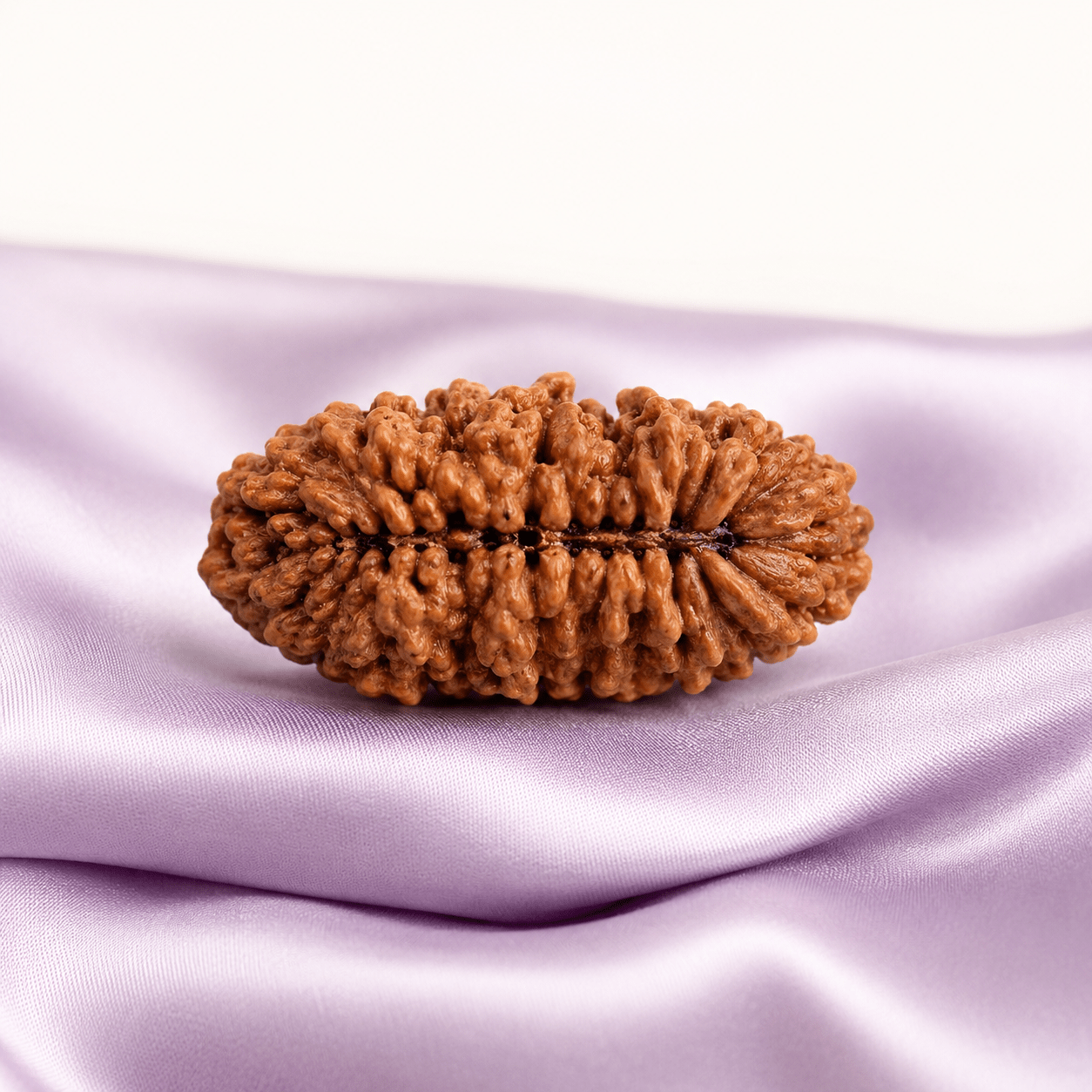 1 Mukhi Rudraksha (Nepali) - Astrosaras
