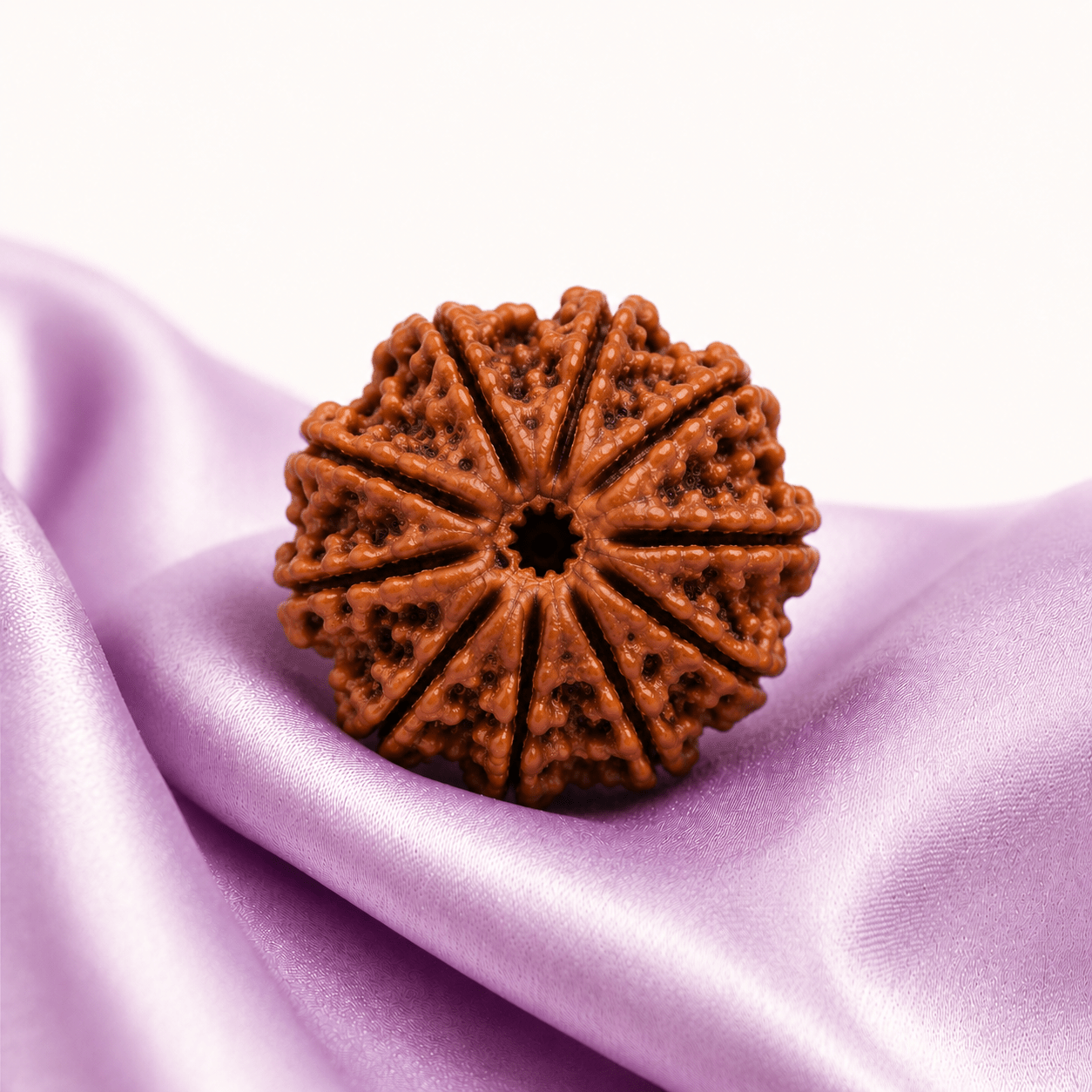 10 Mukhi Rudraksha (Nepali) - Astrosaras