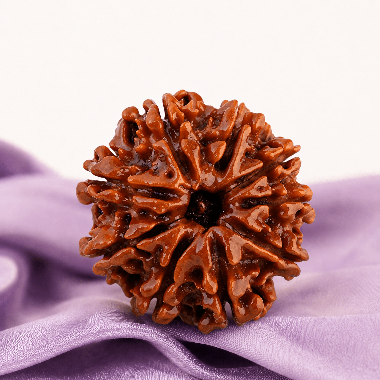 10 Mukhi Rudraksha (Nepali) - Astrosaras