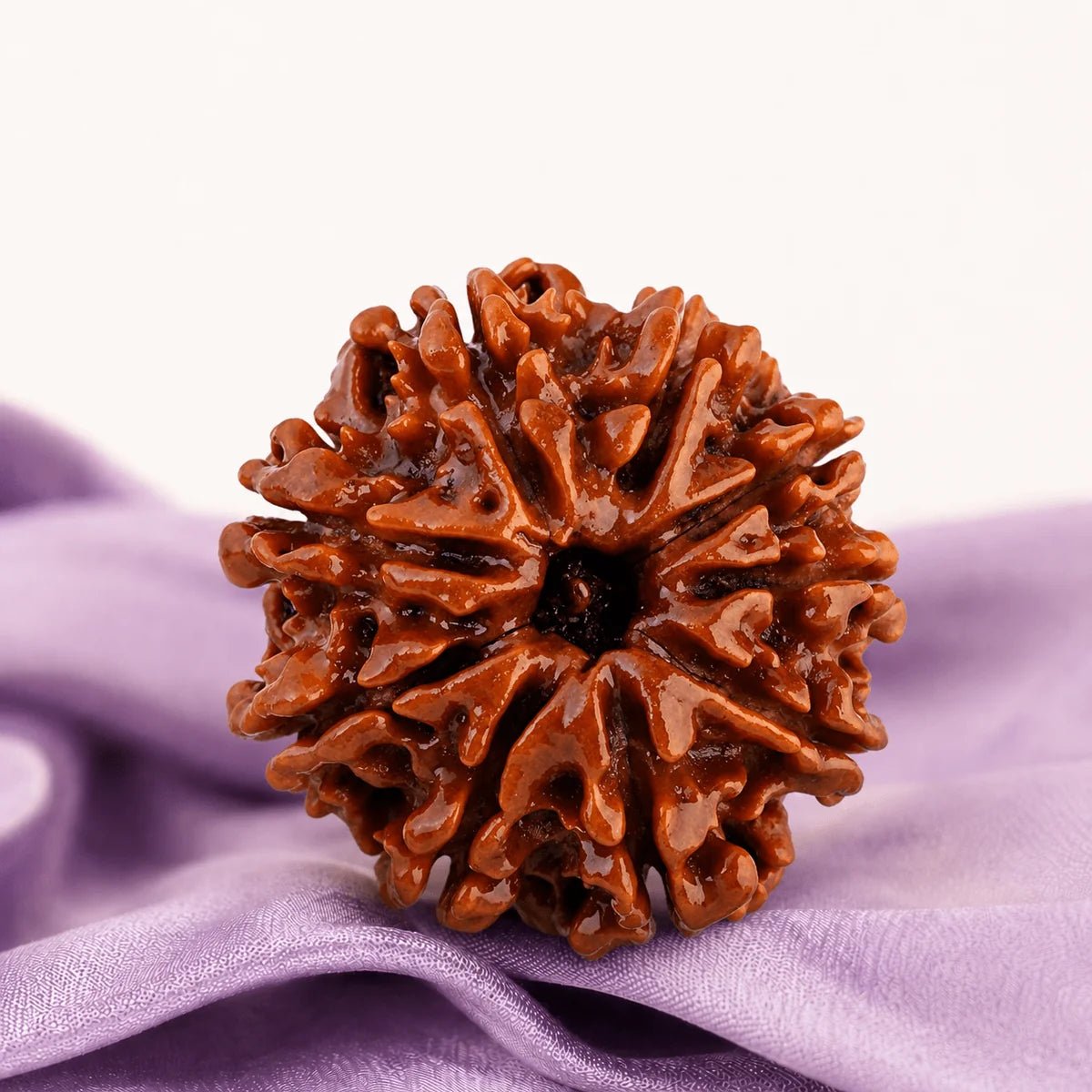 10 Mukhi Rudraksha (Nepali) - Astrosaras