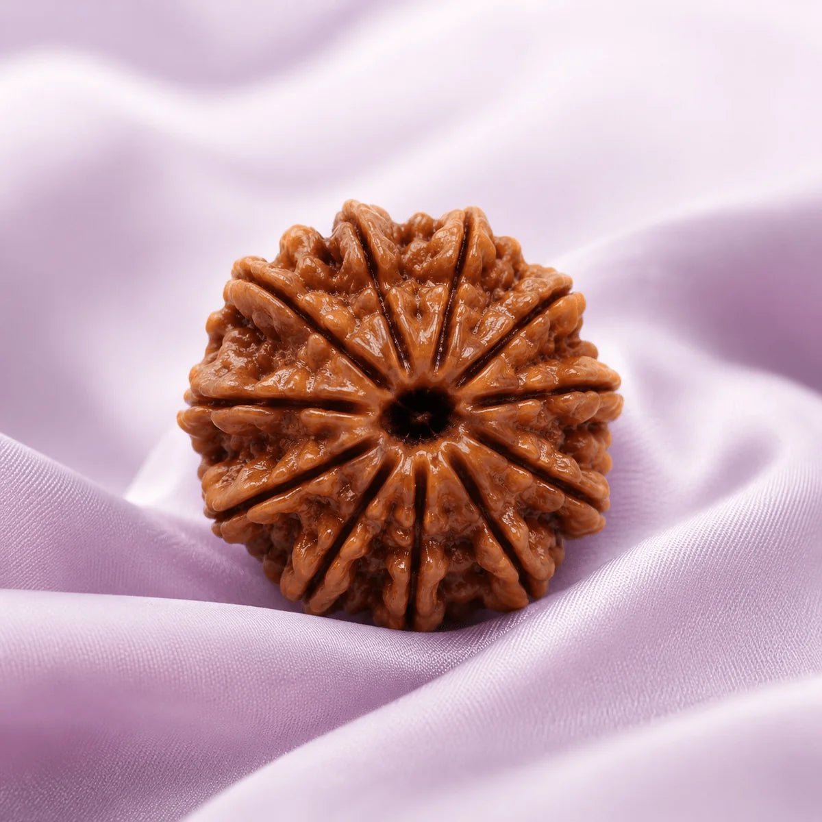 11 Mukhi Rudraksha (Nepali) - Astrosaras