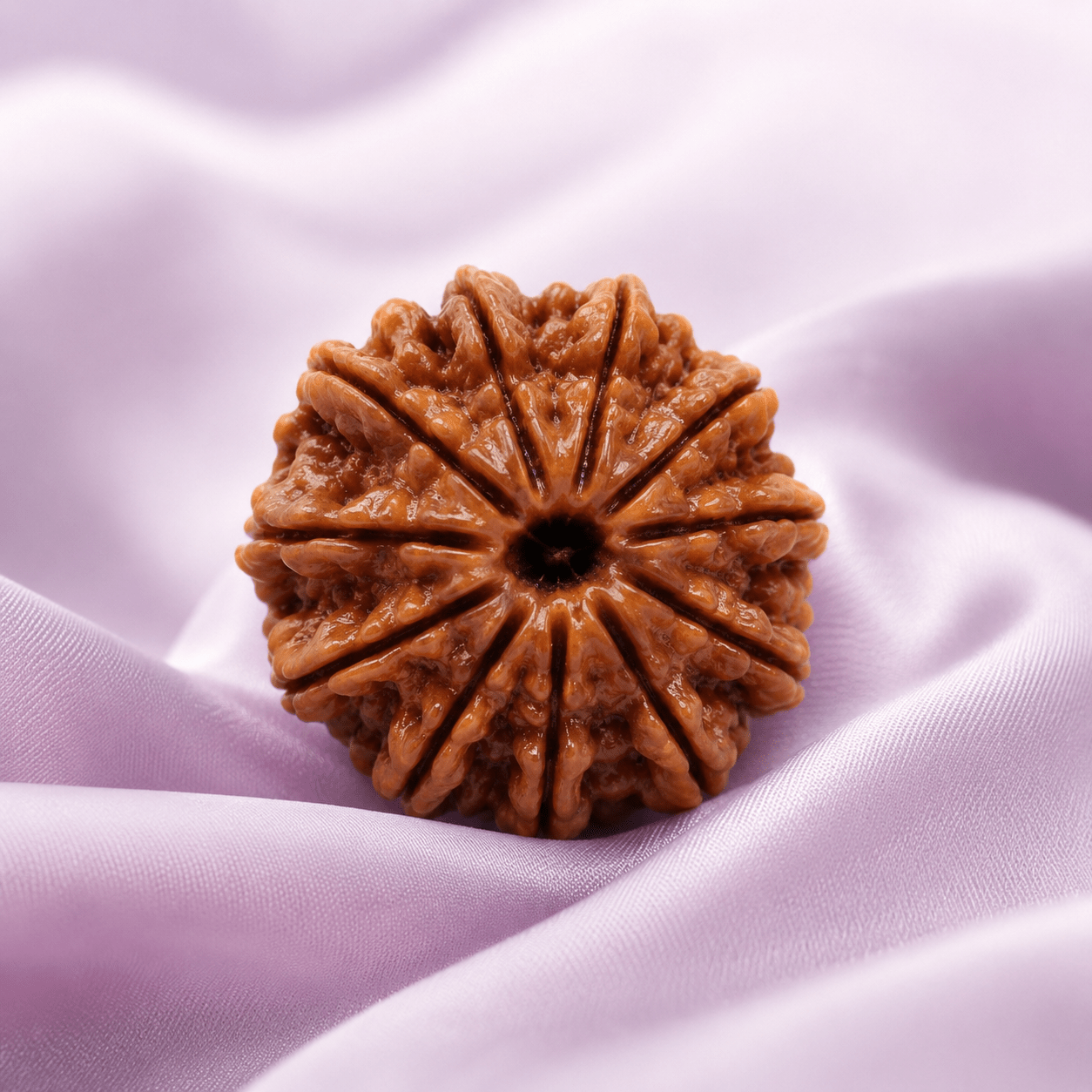 11 Mukhi Rudraksha (Nepali) - Astrosaras