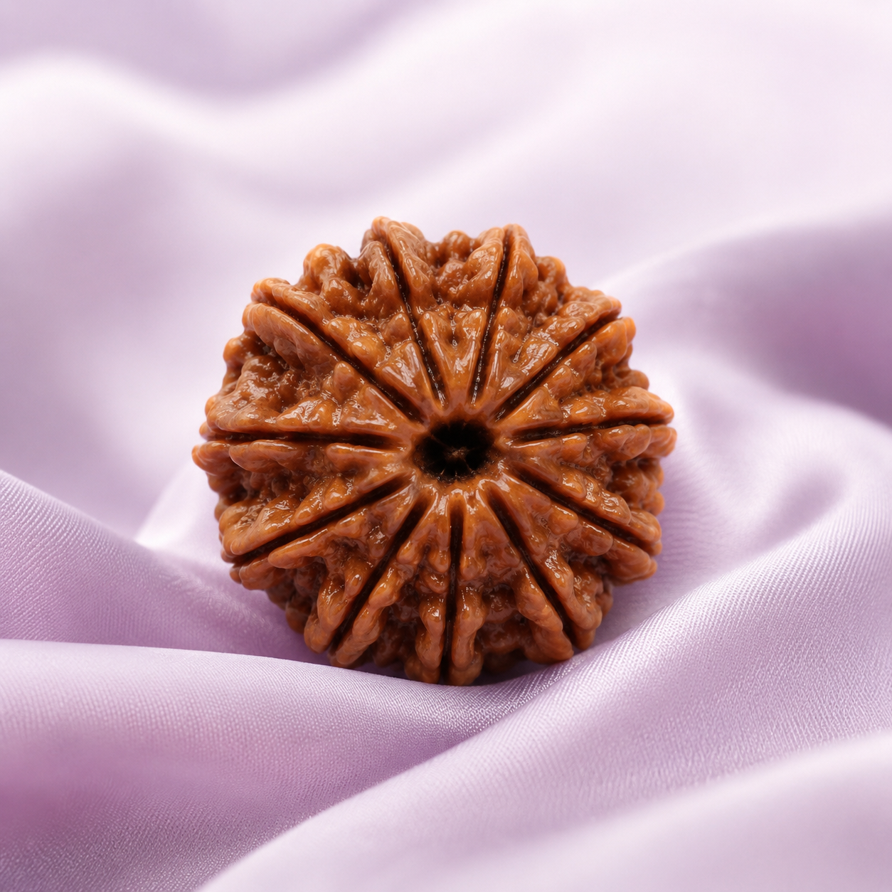 11 Mukhi Rudraksha