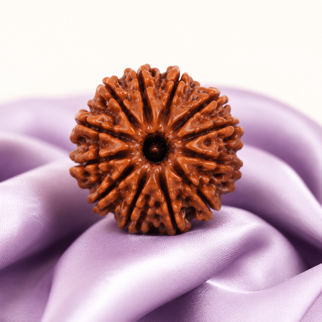 12 Mukhi Rudraksha (Nepali) - Astrosaras
