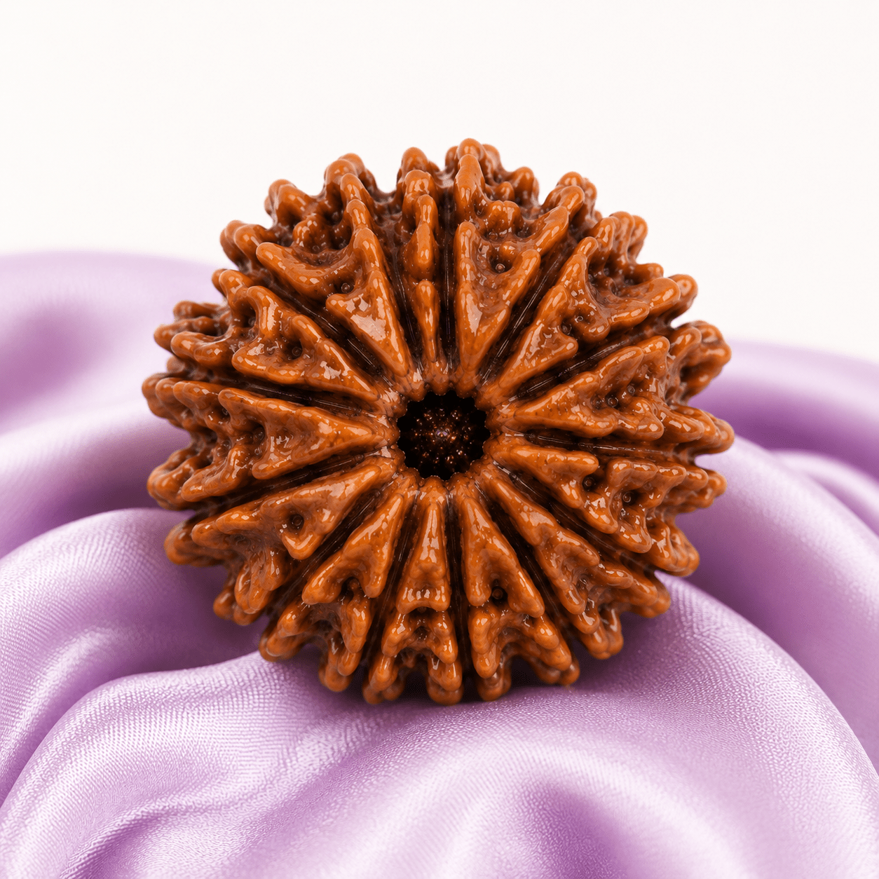 13 Mukhi Rudraksha (Nepali) - Astrosaras