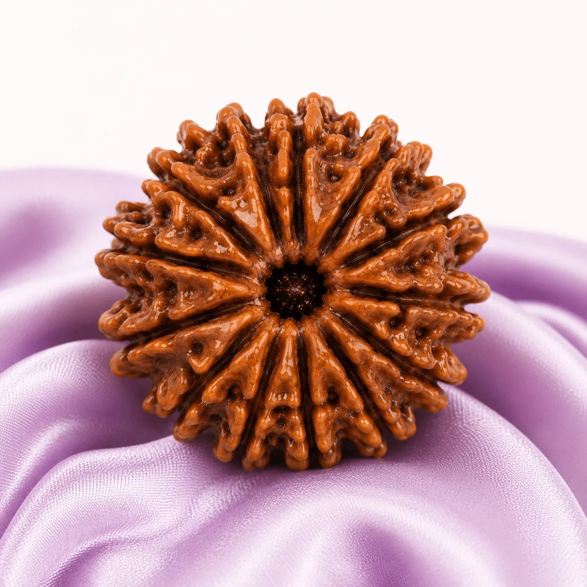 13 Mukhi Rudraksha (Nepali) - Astrosaras