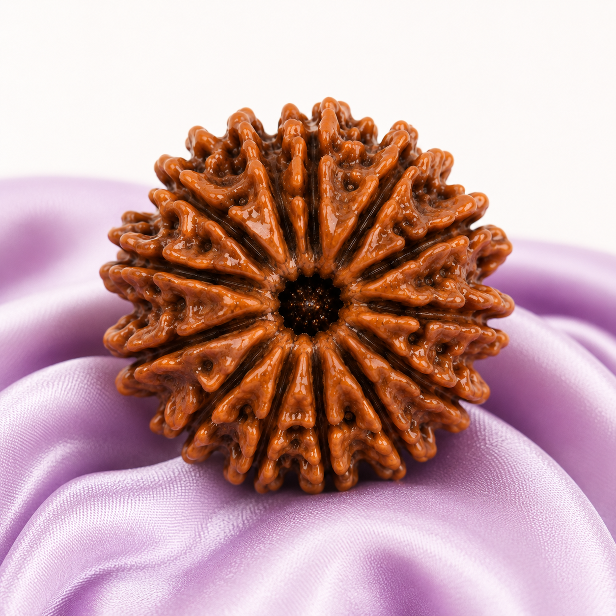 13 Mukhi Rudraksha