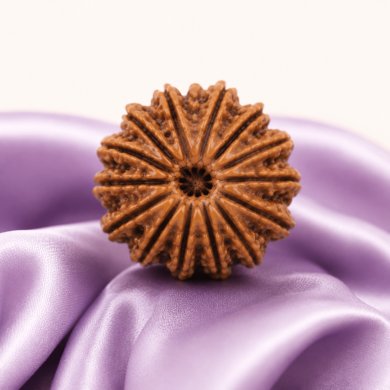 14 Mukhi Rudraksha (Nepali) - Astrosaras