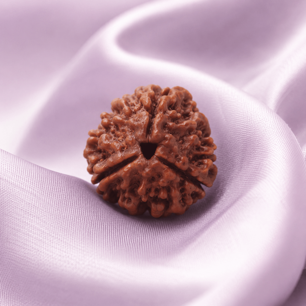 3 Mukhi Rudraksha (Indian) - Astrosaras