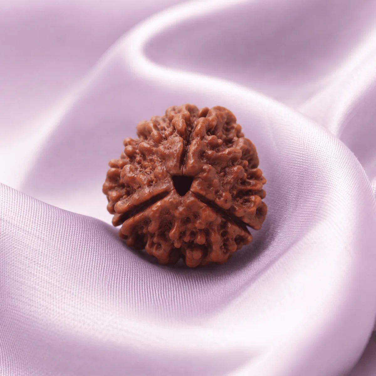 3 Mukhi Rudraksha (Indian) - Astrosaras