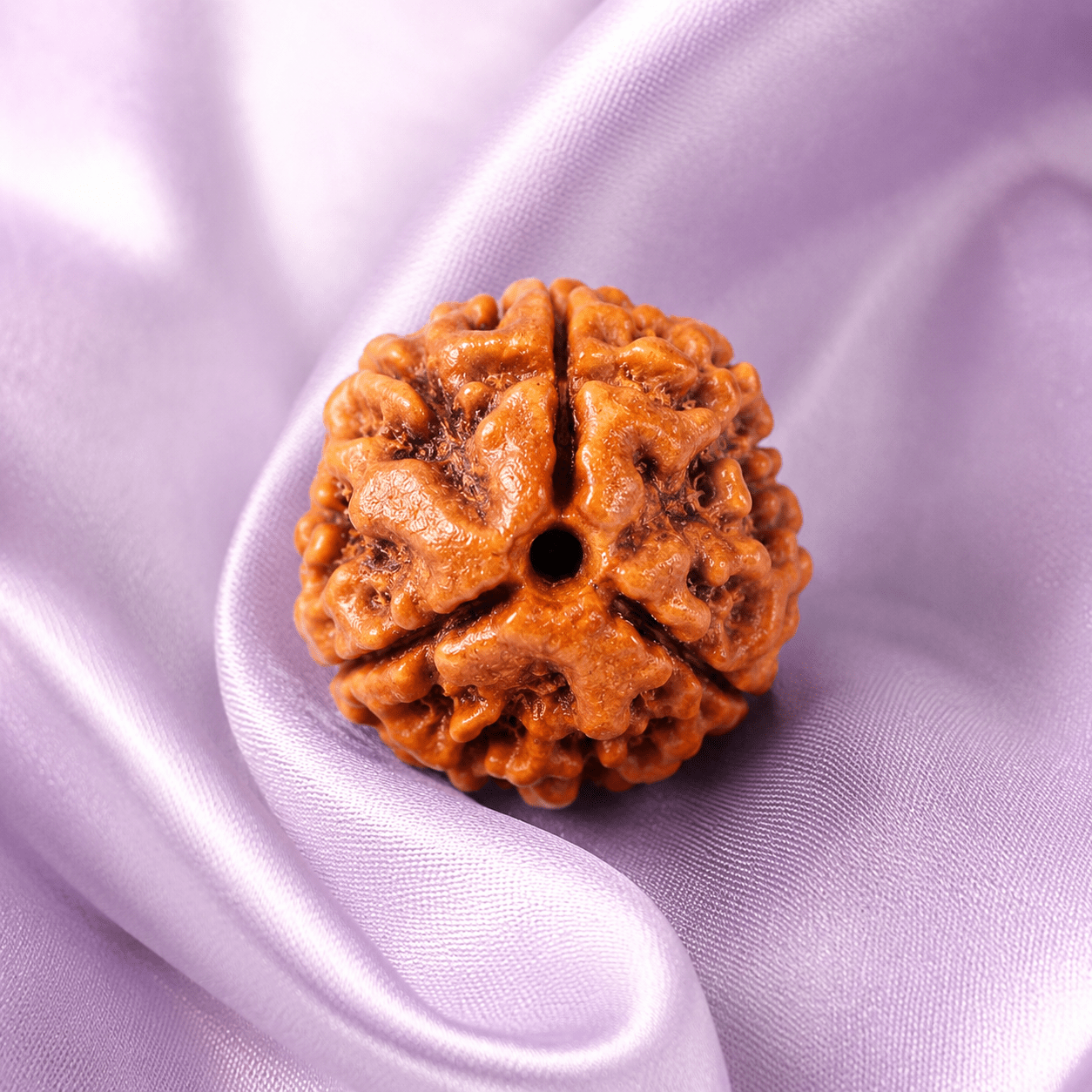 3 Mukhi Rudraksha (Nepali) - Astrosaras