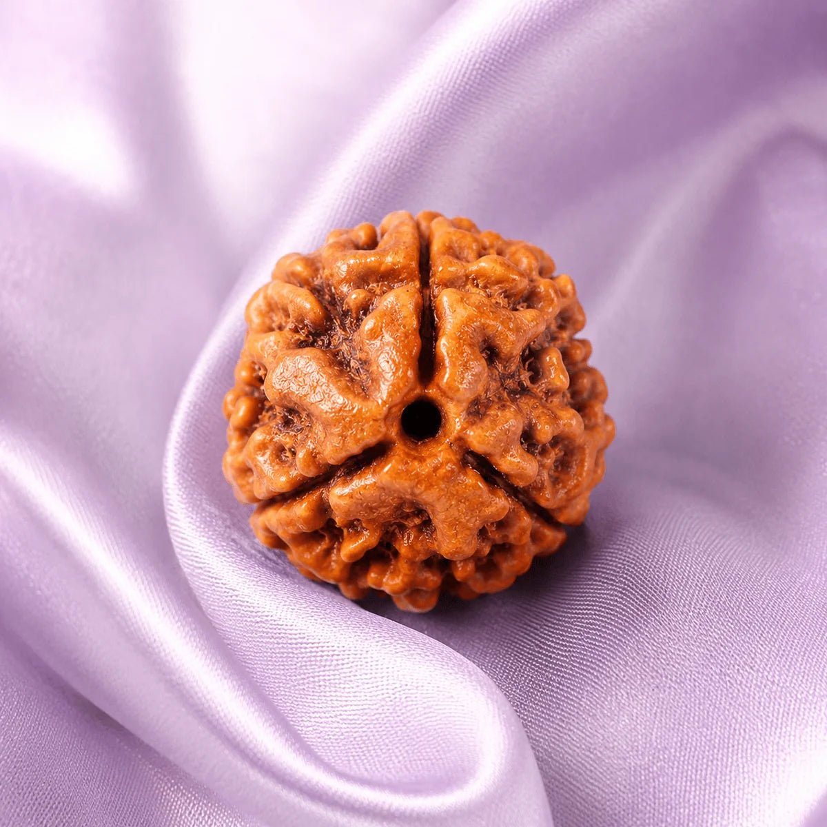 3 Mukhi Rudraksha (Nepali) - Astrosaras