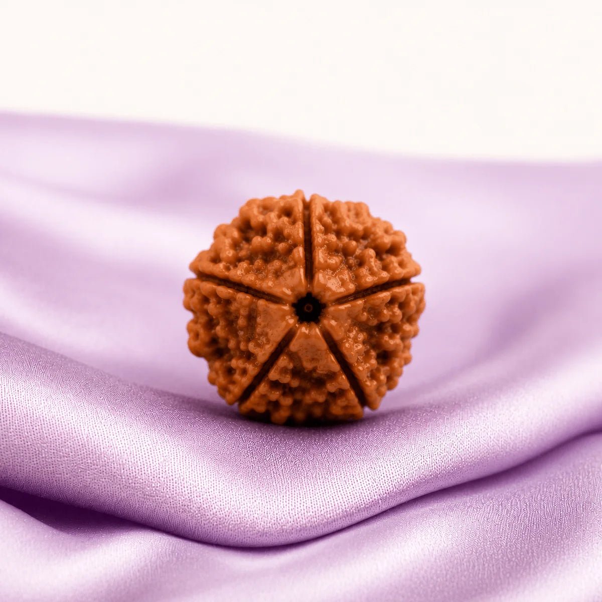 5 Mukhi Rudraksha (Nepali) - Astrosaras
