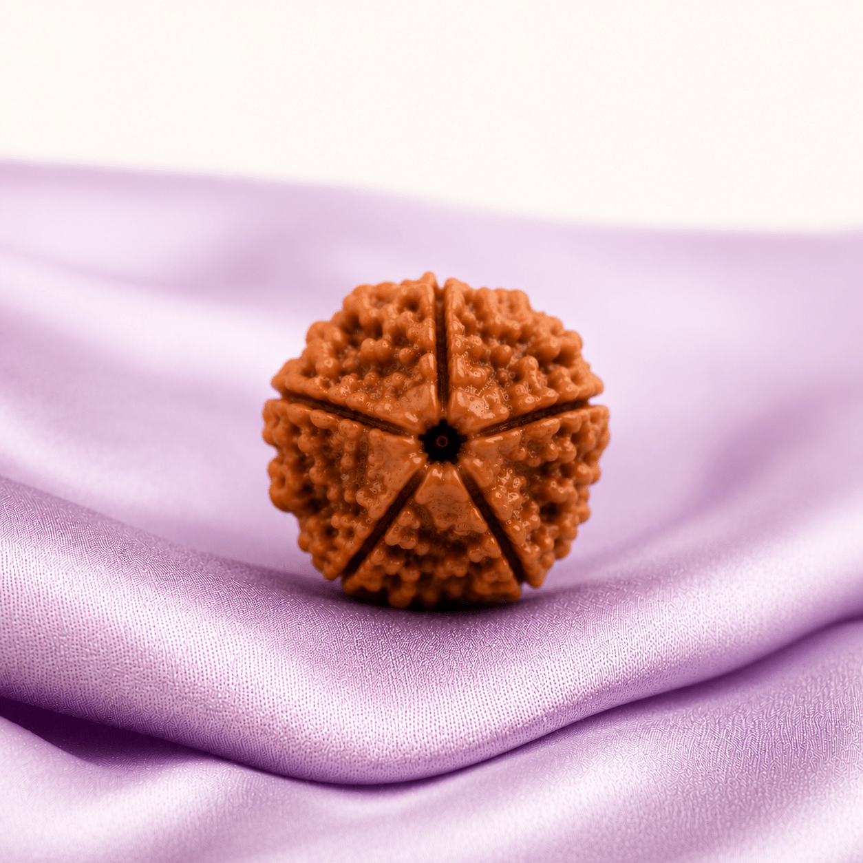 5 Mukhi Rudraksha (Nepali) - Astrosaras