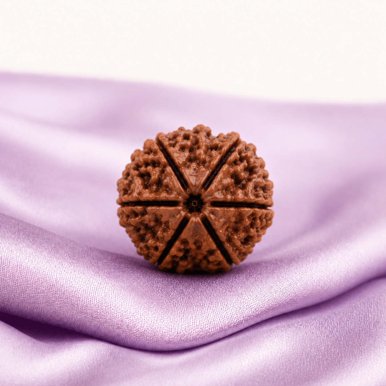 6 Mukhi Rudraksha (Nepali) - Astrosaras