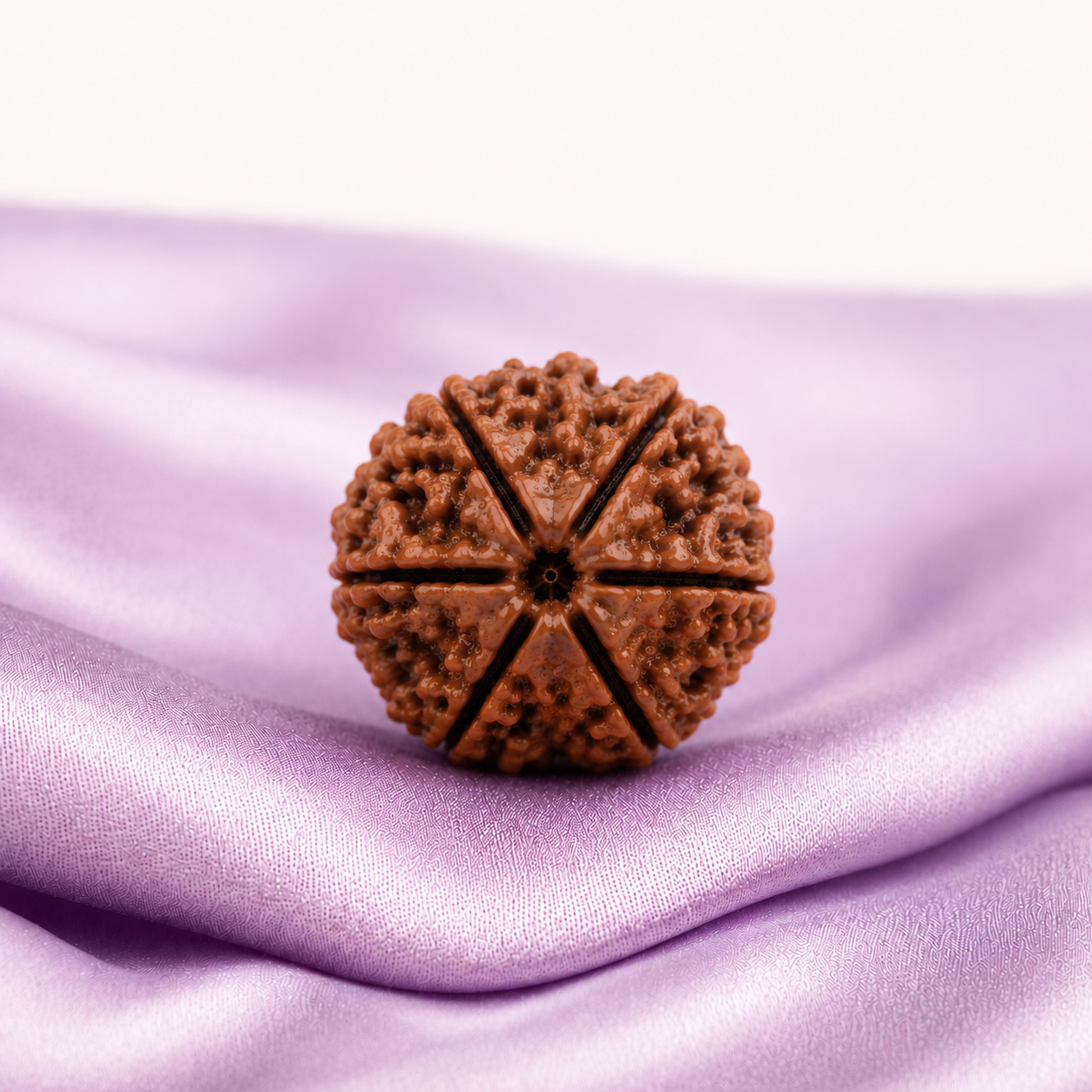 6 Mukhi Rudraksha
