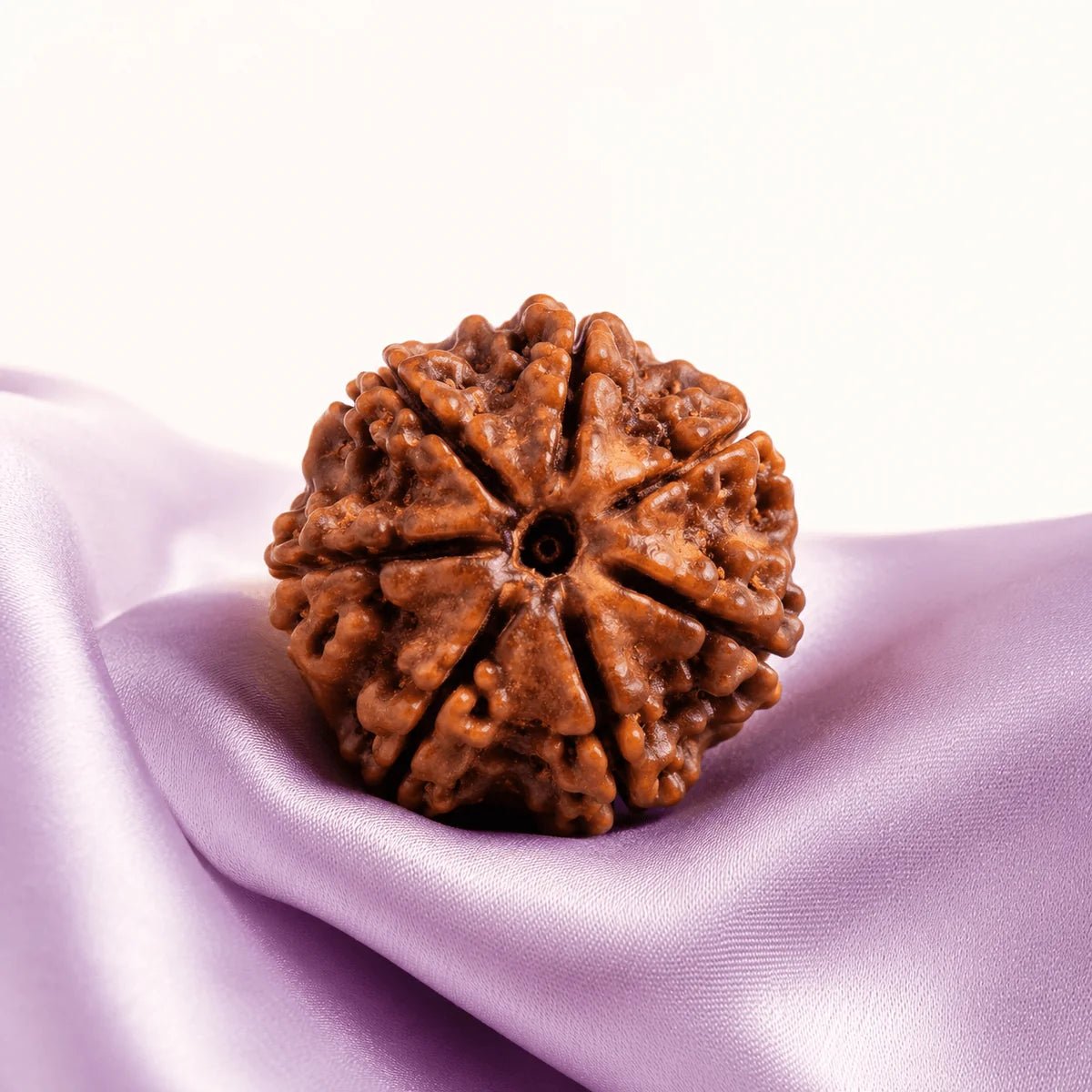 7 Mukhi Rudraksha (Nepali) - Astrosaras