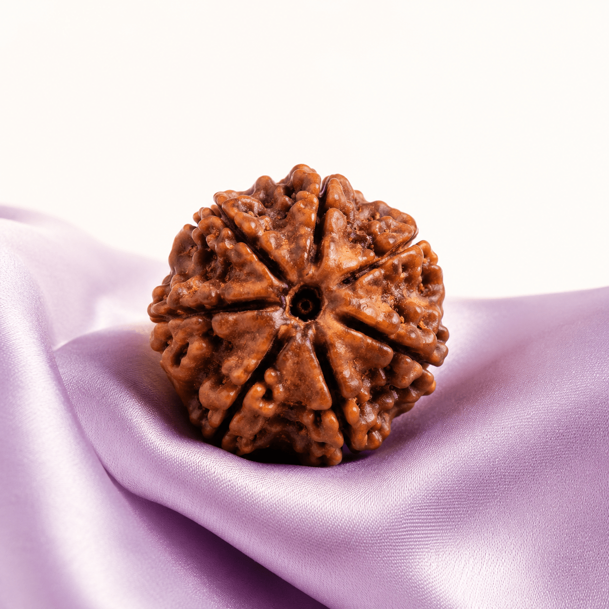 7 Mukhi Rudraksha (Nepali) - Astrosaras