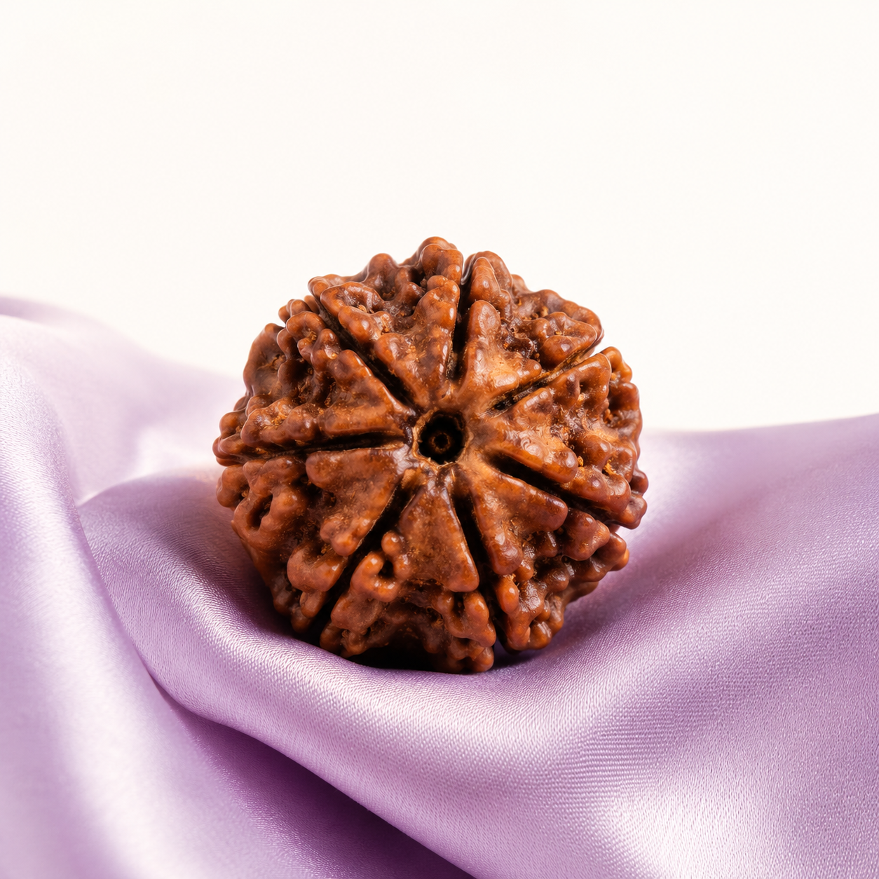 7 Mukhi Rudraksha