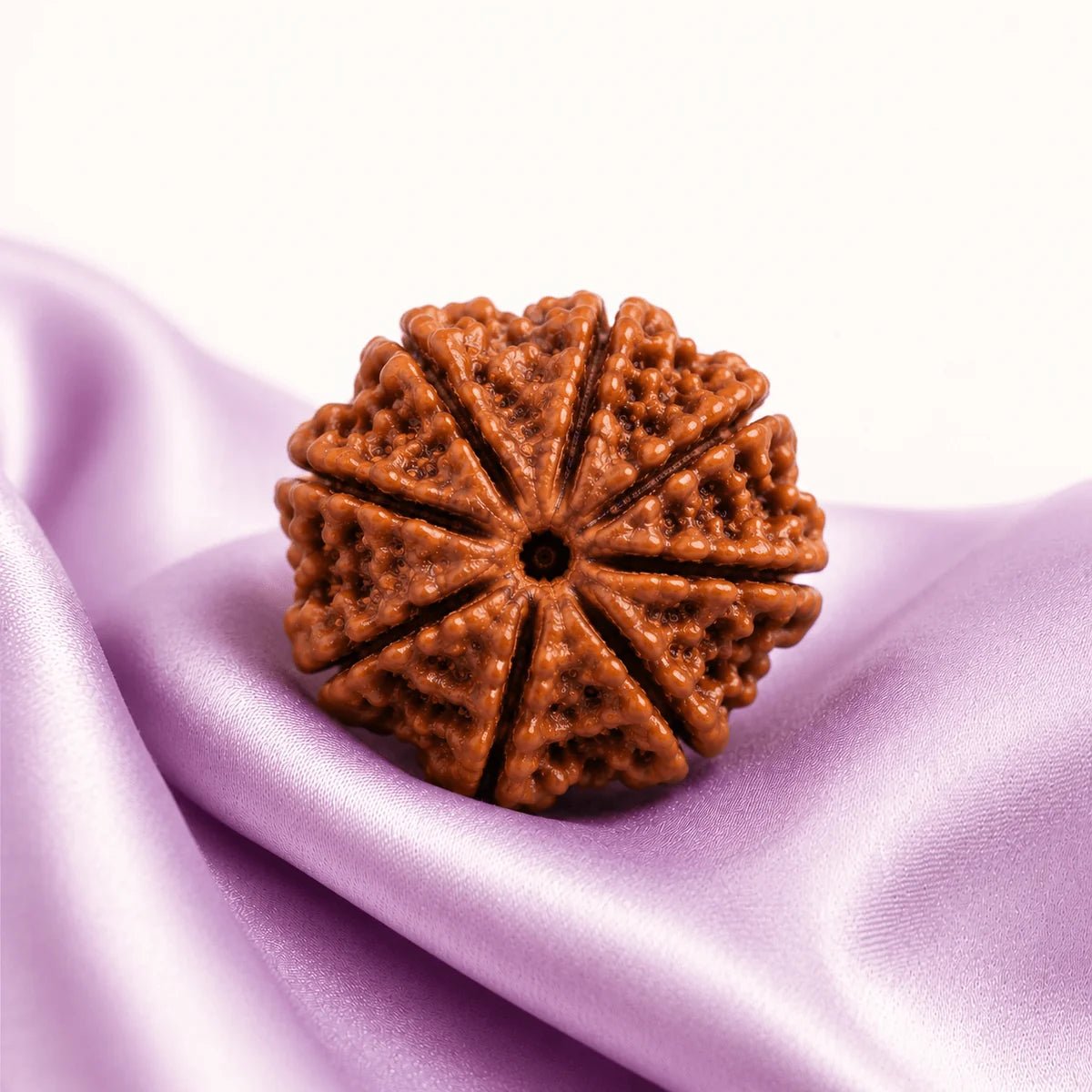 8 Mukhi Rudraksha (Nepali) - Astrosaras