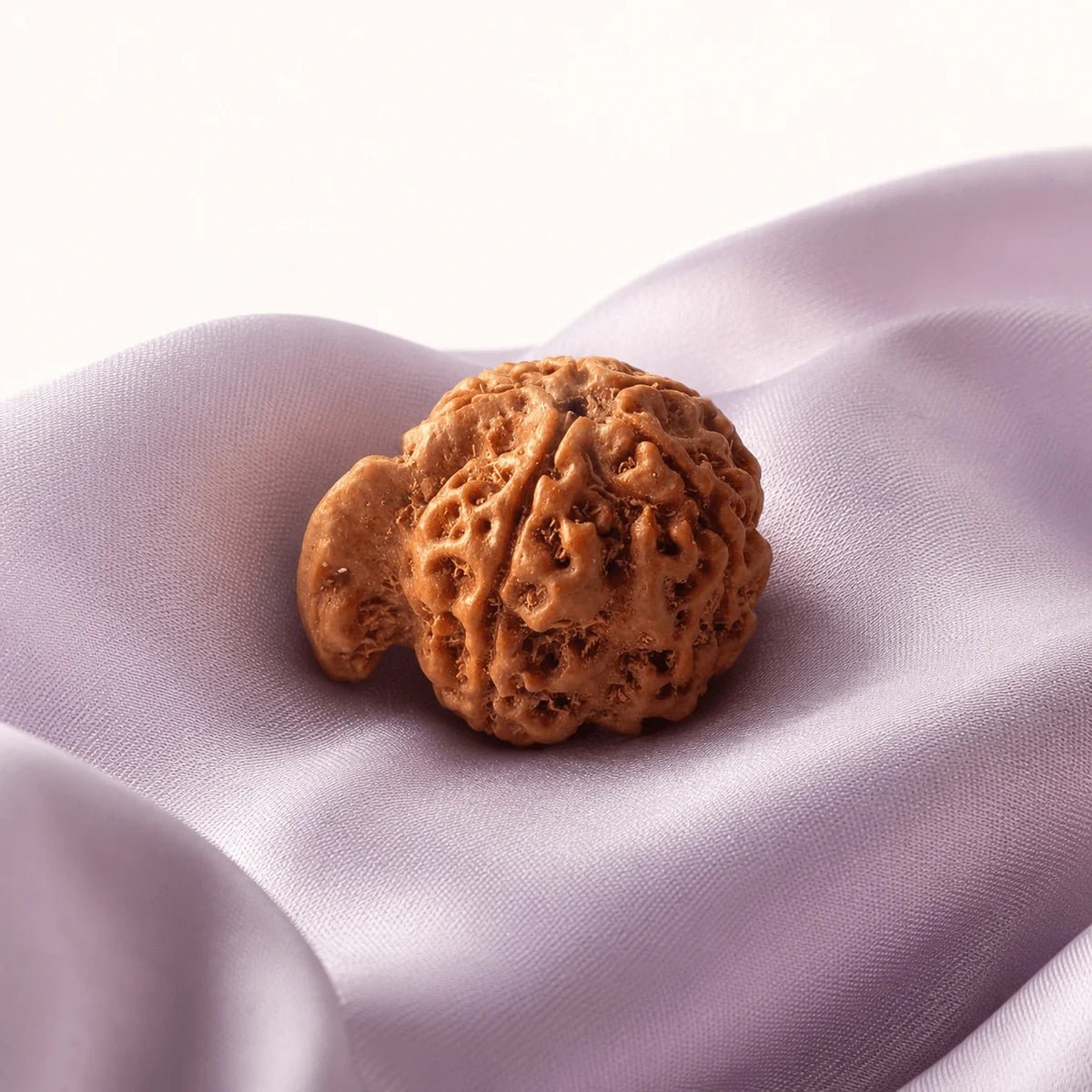Ganesh Mukhi Rudraksha (Nepali) - Astrosaras
