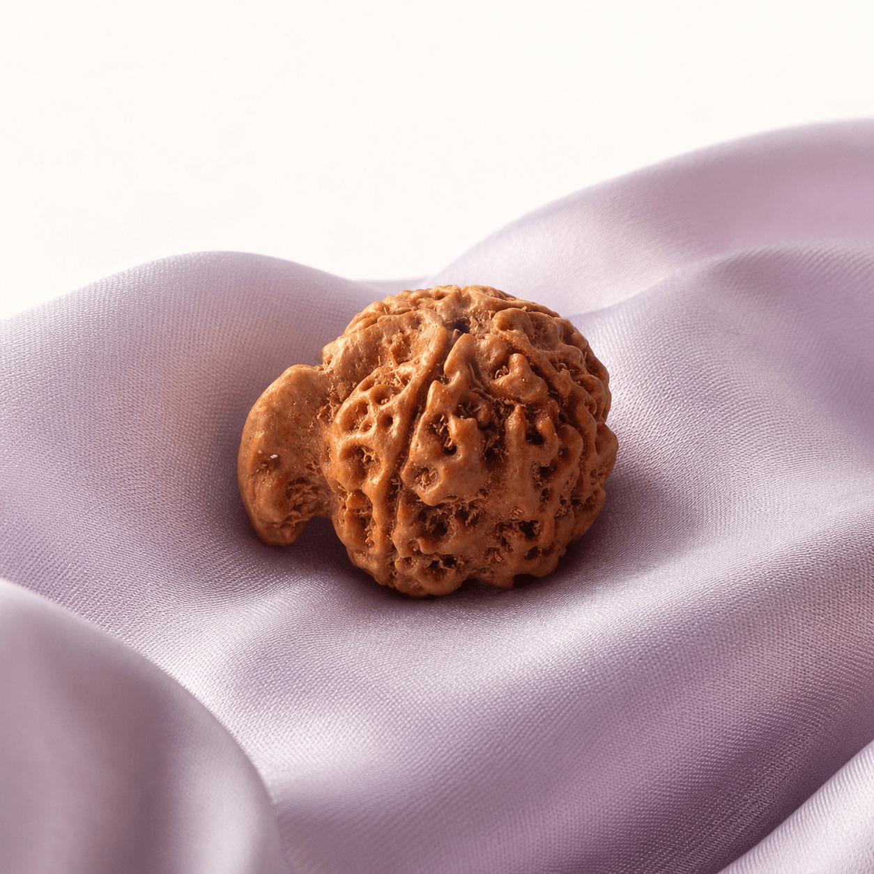 Ganesh Mukhi Rudraksha (Nepali) - Astrosaras