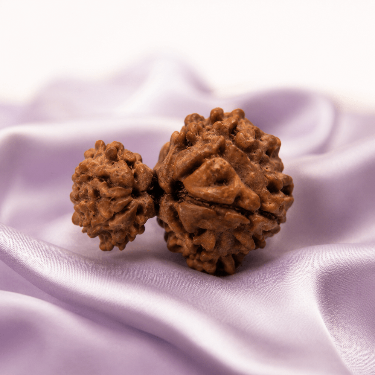 Garbh Gauri Rudraksha (Nepali) - Astrosaras